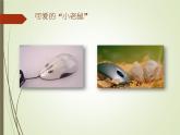 浙摄影版三年级上册 第2课 可爱的鼠标 课件 教案 (3)