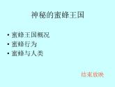 小学四年级下册信息技术-第16课《神秘的蜜蜂王国》-冀教版----(14张)ppt课件