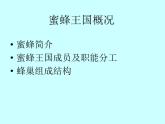 小学四年级下册信息技术-第16课《神秘的蜜蜂王国》-冀教版----(14张)ppt课件