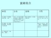 小学四年级下册信息技术-第16课《神秘的蜜蜂王国》-冀教版----(14张)ppt课件
