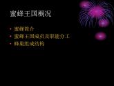 小学四年级下册信息技术-第16课秘的蜜蜂王国∣冀教版-(13张)ppt课件