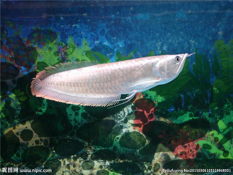 人教版三起信息技术三上 第15课创意绘画初体验 课件+教案03