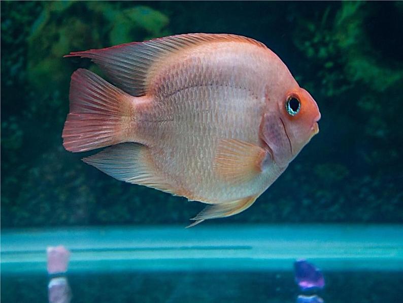 人教版三起信息技术三上 第15课创意绘画初体验 课件+教案04