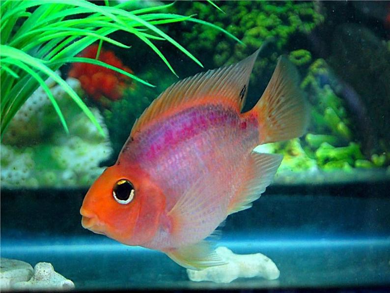 人教版三起信息技术三上 第15课创意绘画初体验 课件+教案05