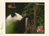 小学信息技术 冀教版 三年级上册 第2课 画大熊猫 画大熊猫 课件