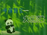 小学信息技术 人教版 五年级上册 第1课 数字照片巧获取 欣赏国宝 国宝大熊猫 课件