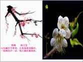冀教版三年级下册信息技术 19.图说“梅兰竹菊” 课件