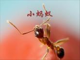 冀教版五年级下册信息技术 15.小蚂蚁 课件