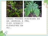 冀教版信息技术六上神秘的神农架    （课件）