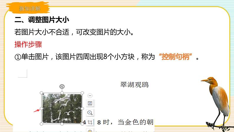 四上教科版信息技术 第6课 美化“翠湖观鸥”课件PPT+教案+练习08
