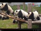 川教版信息技术三年级下册1.4《网上观看大熊猫》 课件