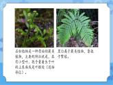 【课件】第4册（六年级）信息技术 16 神秘的神农架 冀教版