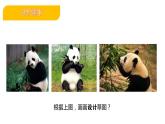 2.21 小小设计师课件PPT