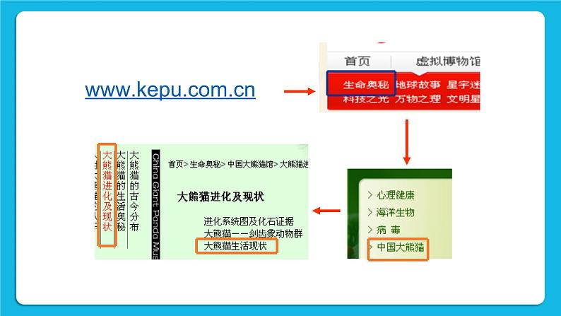 第13课 拯救大熊猫 课件第3页