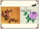 冀教版三年级下册信息技术 19.图说“梅兰竹菊” PPT课件