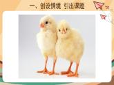 电子工业版三年级下册信息技术第10课《小鸡叽叽把虫啄》课件PPT