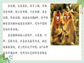 冀教版信息技术六上神秘的神农架PPT课件