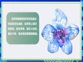 【新课标核心素养】浙教版（2023）信息技术五上4《算法中的数据》课件+教案