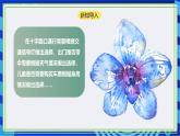 【新课标核心素养】浙教版（2023）信息技术五上7《分支结构》课件+教案