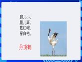 大连理工版信息技术三下 6《设计动物图册》课件