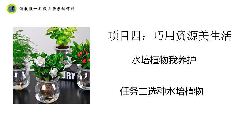 浙教版一年级劳动上册项目四任务二选种水培植物课件01