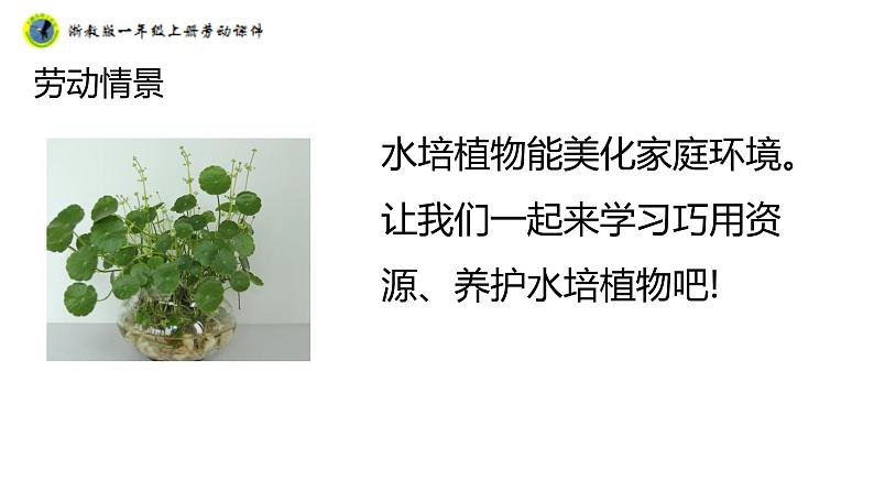浙教版一年级劳动上册项目四任务二选种水培植物课件06