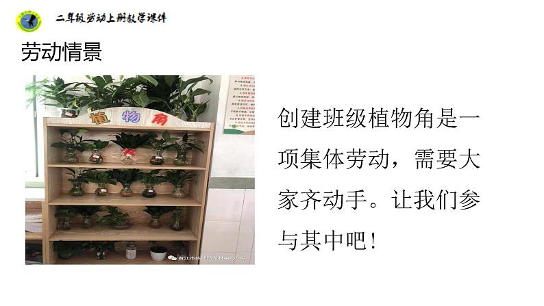浙教版二年级劳动上册项目四任务三班级植物我养护课件第6页