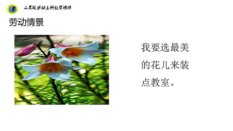 浙教版二年级劳动上册项目四任务三班级植物我养护课件第7页