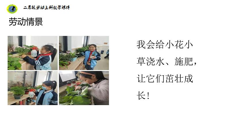 浙教版二年级劳动上册项目四任务三班级植物我养护课件第8页