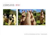 小学劳动教育 一年级下册 活动13《做个彩泥小玩偶》第一课时 课件