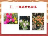 小学劳动教育 二年级下册 活动《一起来种太阳花》（第二课时） 课件