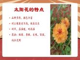 小学劳动教育 二年级下册 活动《一起来种太阳花》（第二课时） 课件