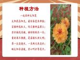 小学劳动教育 二年级下册 活动《一起来种太阳花》（第二课时） 课件
