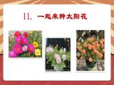 小学劳动教育 二年级下册 活动《一起来种太阳花》（第一课时）课件