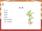 小学劳动教育 北师大版 三年级 活动《土豆成长我观察》 课件