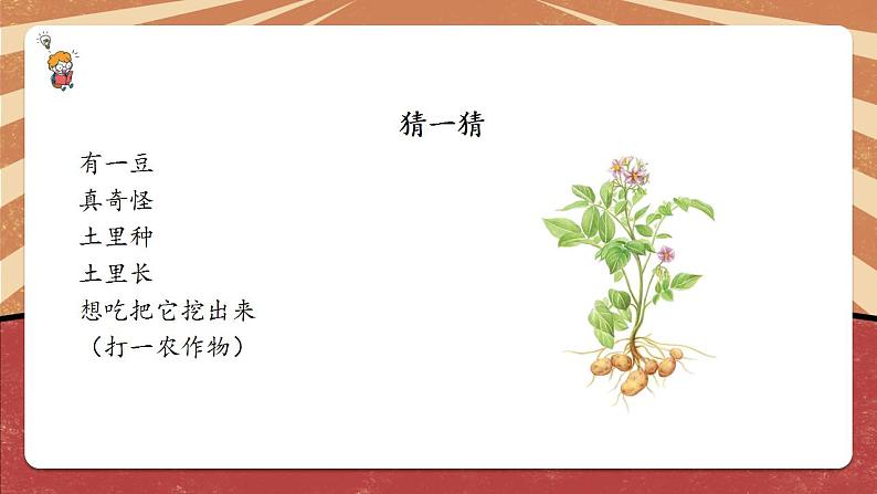 小学劳动教育 北师大版 三年级 活动《土豆成长我观察》 课件第3页