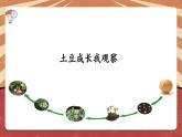 小学劳动教育 北师大版 三年级 活动《土豆成长我观察》 课件