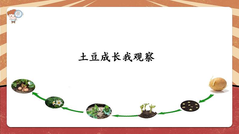 小学劳动教育 北师大版 三年级 活动《土豆成长我观察》 课件第5页