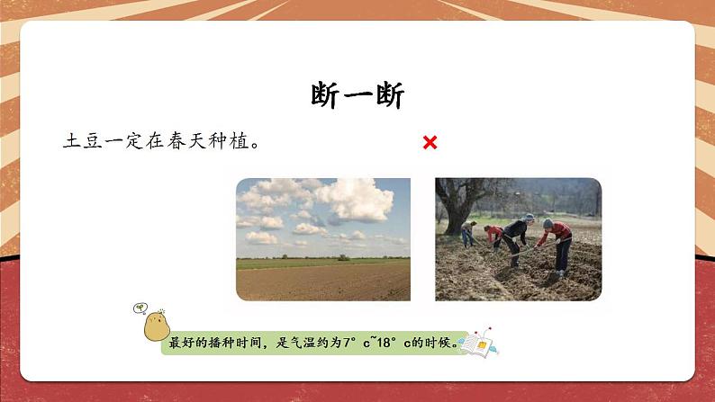 小学劳动教育 北师大版 三年级 活动《土豆成长我观察》 课件第7页