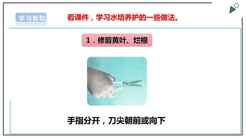 浙教版劳动一年级上册 项目四 任务三《水培植物我养护》 课件+教案+素材07