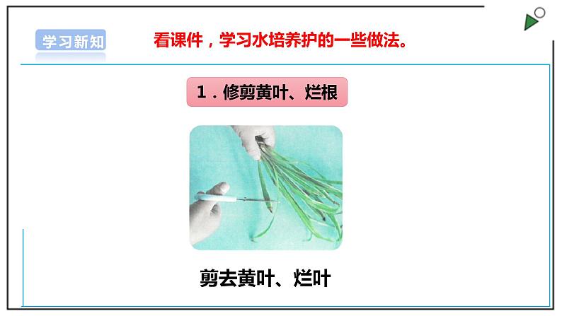 浙教版劳动一年级上册 项目四 任务三《水培植物我养护》 课件+教案+素材08