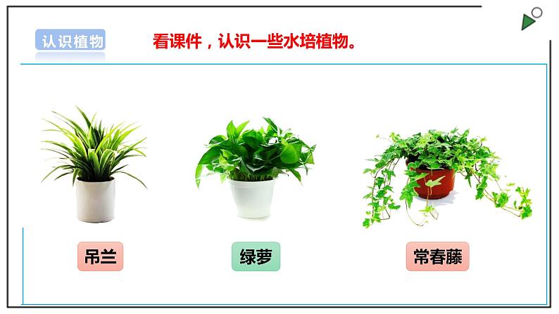 浙教版劳动一年级上册 项目四 任务二《选种水培植物》 课件+教案05