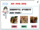 浙教版劳动二年级上册 项目四 任务三《班级植物我养护》 课件+教案+素材