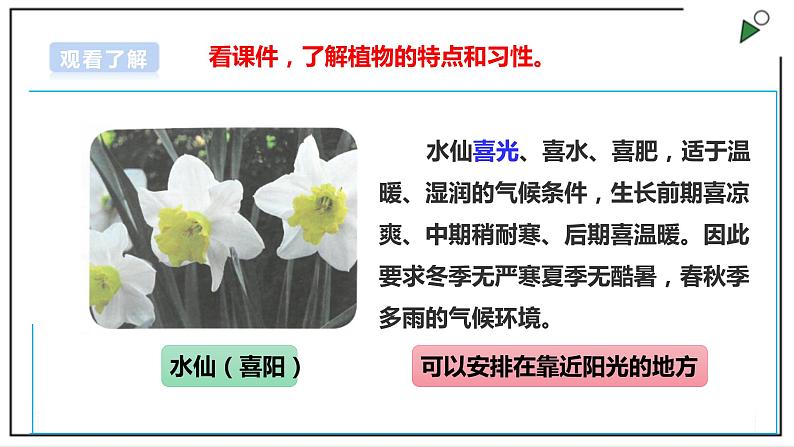 浙教版劳动二上项目四 任务一《班级植物角我设计》课件第7页