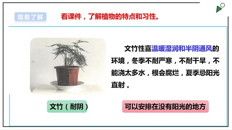 浙教版劳动二上项目四 任务一《班级植物角我设计》课件第8页