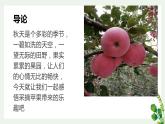 北师大版小学劳动五年级上册同步课件活动九体验采摘苹果
