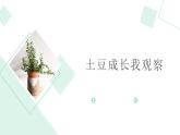 北师大版小学劳动三年级上册同步课件活动八土豆成长我观察