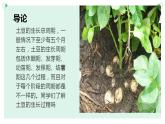 北师大版小学劳动三年级上册同步课件活动八土豆成长我观察