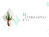 北师大版小学劳动三年级上册同步课件活动八土豆成长我观察