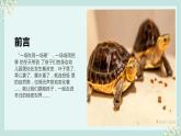 粤教版小学四年级劳动 养乌龟 课件